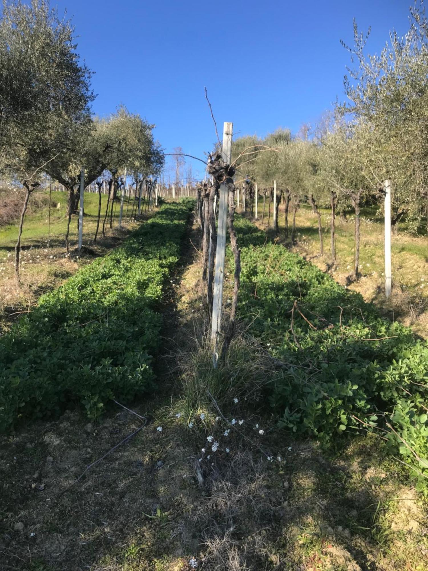 Agriturismo Cerquatonda Montalto delle Marche Buitenkant foto