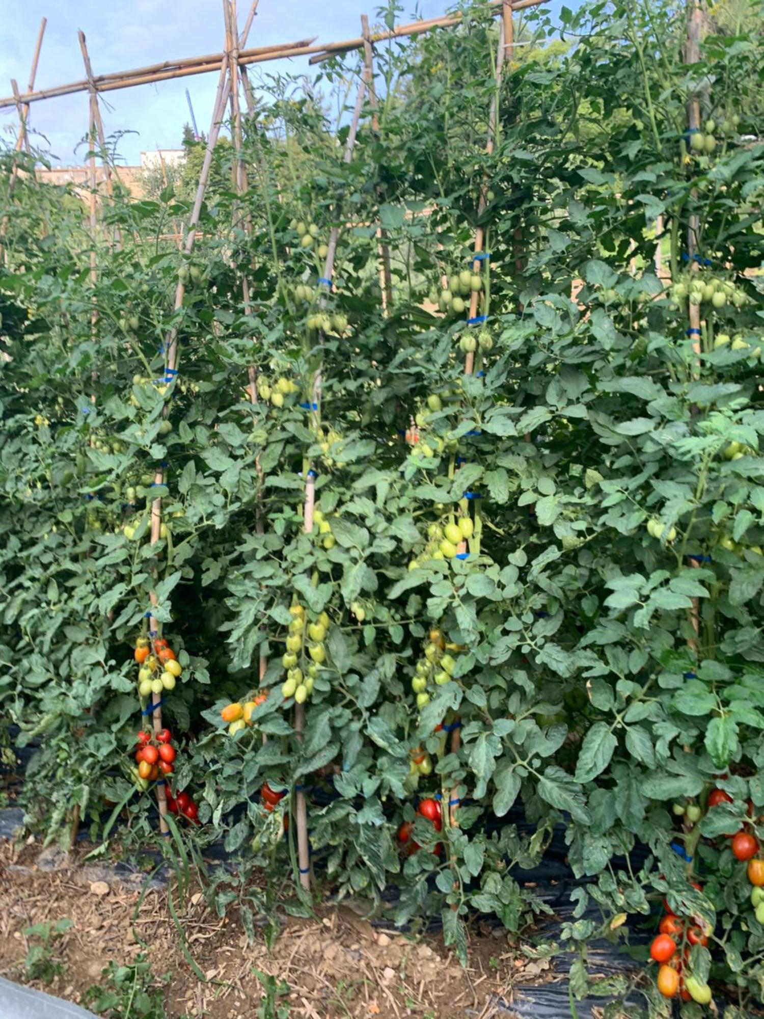 Agriturismo Cerquatonda Montalto delle Marche Buitenkant foto